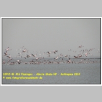 18915 02 416 Flamingos - Abiata-Shala-NP - Aethiopien 2012.JPG